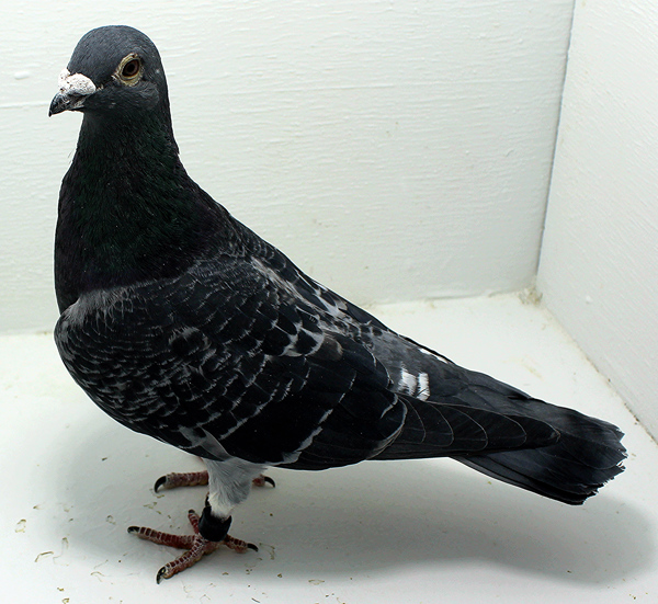 Band: AU 44176 AA 2024